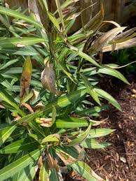Image result for xylella fastidiosa oleander symptoms