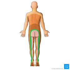 dermatomes anatomy and dermatome map kenhub