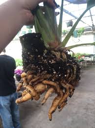 Bird Of Paradise Water Propagation Bird Of Paradise Roots Before Transplanting Tropical Garden Plants Birds Of Paradise Plant Greenhouse Plants