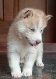Bakara233 los angeles, ca 90023. Siberian Husky Puppies From Direct Kailasam Pet Resort Facebook