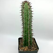 Image result for Euphorbia epicyparissias