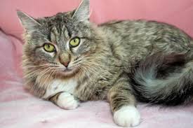 You can't really predict what characteristics your chances are your cross will exhibit more maine coon traits than bengal, or vice versa. Kittens In Oakland Looking For Their Furr Ever Homes