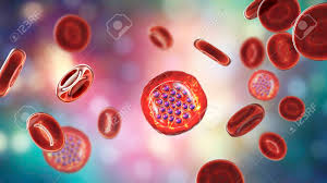 Examples of a similar kind of. The Malaria Infected Red Blood Cells 3d Illustration Showing Stock Photo Picture And Royalty Free Image Image 130919815