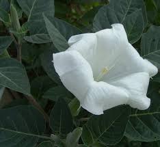 This tiny, tubular flower blooms exclusively at night spreading its strong perfume around. Moon Flower Before Dawn Free Stock Photos Rgbstock Free Stock Images Nardbettygeorge June 24 2012 12