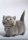 Available Munchkin Kittens For Sale & Cats For Adoption
