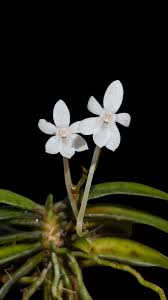 Image result for Eulophia calantha