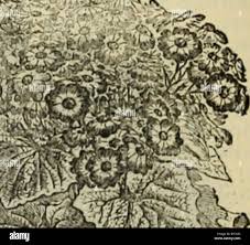 Image result for Crotalaria pallidicaulis