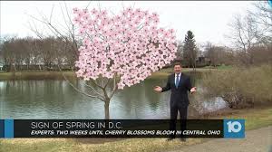 Spring flowering trees in ohio. Cherry Blossoms In Central Ohio Will Soon Be In Bloom 10tv Com