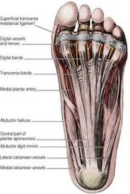 We did not find results for: Sole Of The Foot Last S Anatomy Regional And Applied