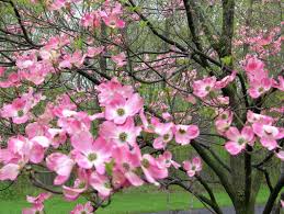 Maybe you would like to learn more about one of these? Trees Of Menokin Menokin Rubble With A Cause