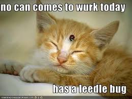 No Can Comes To Wurk Today Has A Leedle Bug Funny Cat Memes Funny Cat Pictures Funny Cat Photos