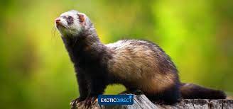 Jan 18, 2019 · one of the most common questions that people in the market for a ferret ask is: How Much Does It Cost To Keep A Ferret Exoticdirect