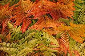 Currently, the fire rotation (total number of forest acres divided by the average number of acres burned annually) in connecticut is over 3,500 years, but historically fire occurred very frequently, at least near native american populations. Autumn Fern Care Guide Osera