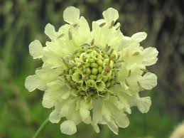 Image result for Cephalaria pungens