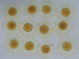 Here are 9 creative ideas for using your dried, pressed flowers. Pressed Flowers Daisy Pack Of 12 Dried Flowers Shop