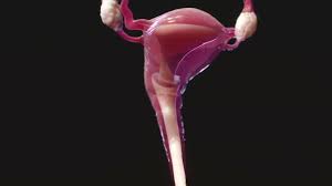 Fibromas uterinos - Salud femenina - Manuale Merck versión para el público  general