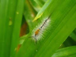 Ulat bulu is a fanfiction author that has written 15 stories for prince of tennis, bleach, vampire knight, and naruto. Caterpillar Feather Hump Free Photo On Pixabay