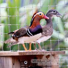 Mandarin duck figurine duck collectibles. Murray Mcmurray Hatchery Mandarin Duck