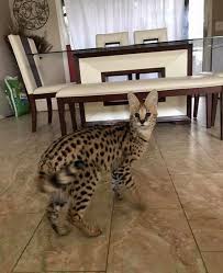 Leptailurus serval), — хищное млекопитающее семейства кошачьих. African Serval Cat Loose In Pelham Pelham Al Patch