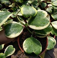 Carnosa are probably the more common those single leaf hoya kerrii. Cordata Hoya Kerrii Hoya Em Forma De Coracao Variado Buy Planta De Sorte Coracao Do Dia De Sao Valentim Heart Shaped Hoya Kerrii Fabrica De Cera Flor Porcelana Hoya Spp Product On Alibaba Com