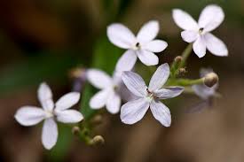 Image result for Pseuderanthemum ludovicianum