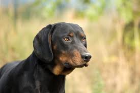 Image result for slovenský kopov