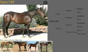 Image result for Light Buckskin 1989 Colt
