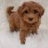 Maltipoo Puppy for sale by owner - Puppies for Sale Near Me