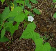 Image result for Ipomoea involucrata