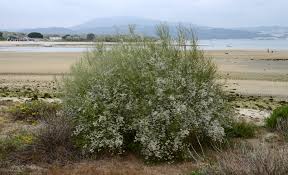 Image result for Retama monosperma