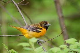 Look for distinctive markings to identify them. Appearance Baltimore Oriole Icterus Galbula Birds Of The World