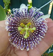 15 Actinia Sea Anemone Passion Flower Passiflora Passion Flower Fall Plants