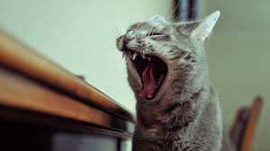 Some common signs of cat bullying include: How To Stop Your Cat From Biting Cat Yawning Cat Biting Cat Behavior