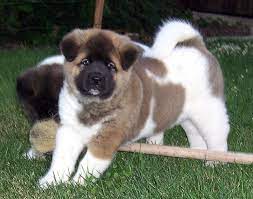 We are a family who loves akitas & strive to only produce the best! Akita Puppies For Sale Colorado L2sanpiero