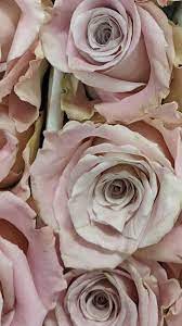 Wholesale Roses In 2021 Wholesale Flowers Online Wholesale Flowers Flowers For Sale