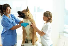 In some places, these emergency services are open for 24 hours, and the animal er veterinarians work with the pet owners and their primary care veterinarian to below are some general symptoms you must check. Vca Canada Western Veterinary Specialist And Emergency Centre Calgary Ab 1 Emergency Vet Clinics Pet Businesses Near Me