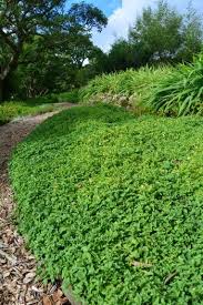 Image result for Dicliptera pumila