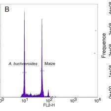 Image result for Buchnera buchneroides