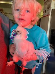 We are proud to add these 3 gals to our clan. They are all around 8 weeks  old. We are pretty smitten with them! Ash the Blue Silkie Salem the black  bantam