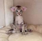 Hypoallergenic Cat Breeds For People Who Are Allergic