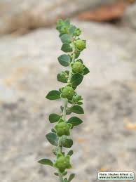 Image result for Andrachne