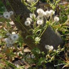 Image result for Pseudoconyza viscosa