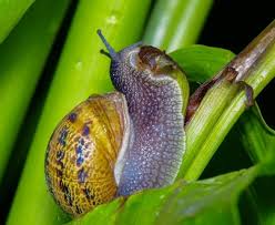 Image result for Metaldehyde Poisoning