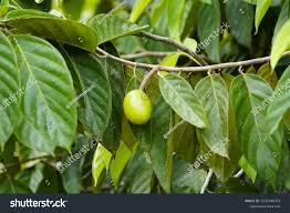 Image result for Metteniusaceae