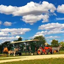 10 best we love our happy animals images happy animals wildlife adventure animals pinterest