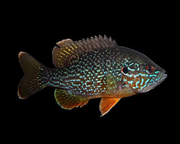 Green Sunfish Animal Facts - Lepomis cyanellus - A-Z Animals