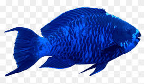 The fresh water parrot fish was made in a laboratory by some scientists in asia. Coral Reef Parrotfish Blue Parrotfish Aquarium Rainbow Parrotfish Tropical Fish Dolphin Freshwater Aquarium Parrotfish Fish Blue Parrotfish Png Pngwing