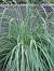 Tall Ornamental Grasses For Privacy