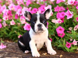 French breeders sought to consistently produce the erect bat ears, much to the chagrin of english breeders. French Bulldog Puppies For Sale Puppyspot