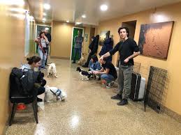 Family pet animal hospital and our veterinarians are deeply committed to delivering outstanding veterinary care for your pet and exceptional service for you. West Side Rag The New World Of Pet Care Dog Businesses Struggle And A Vet Has Advice For Owners